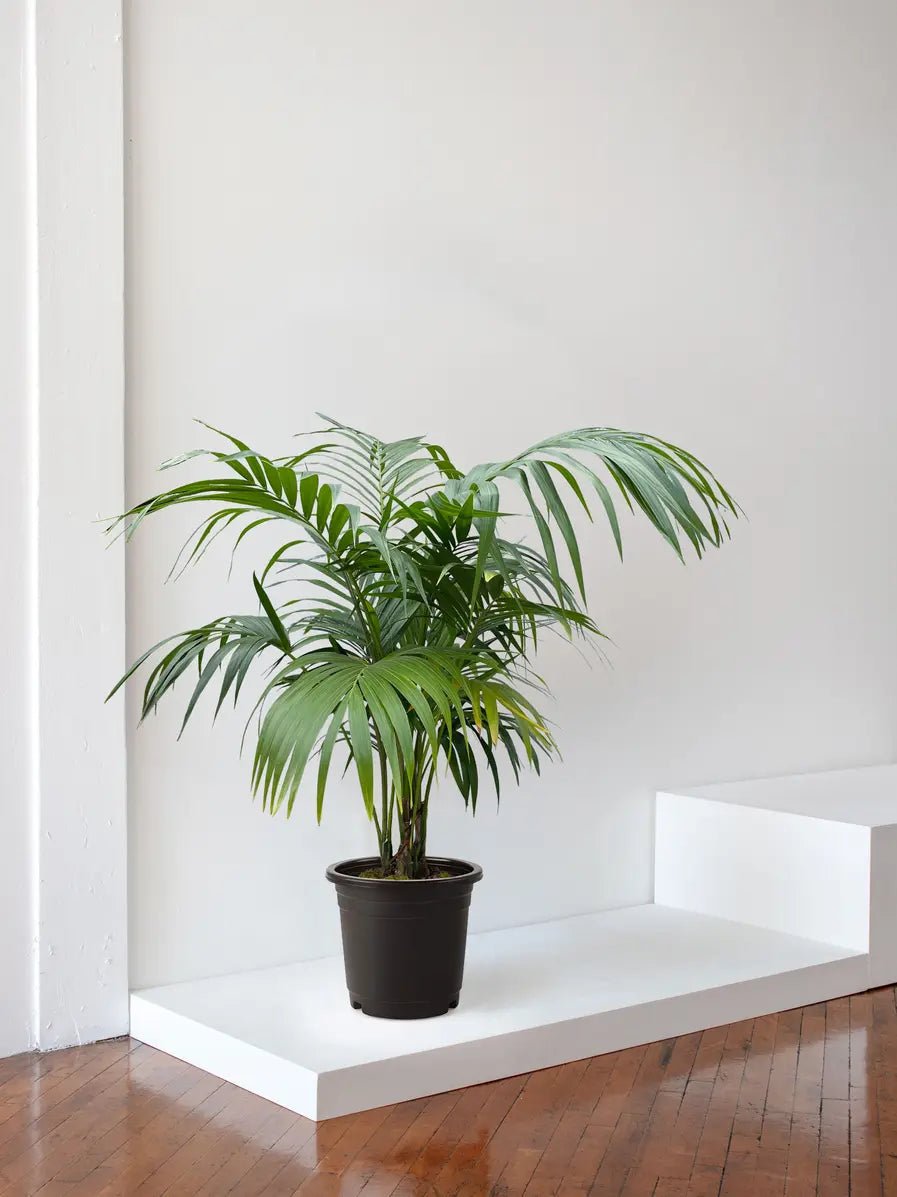 Kentia Palm 5 ft tall Extra Large Nursery Pot