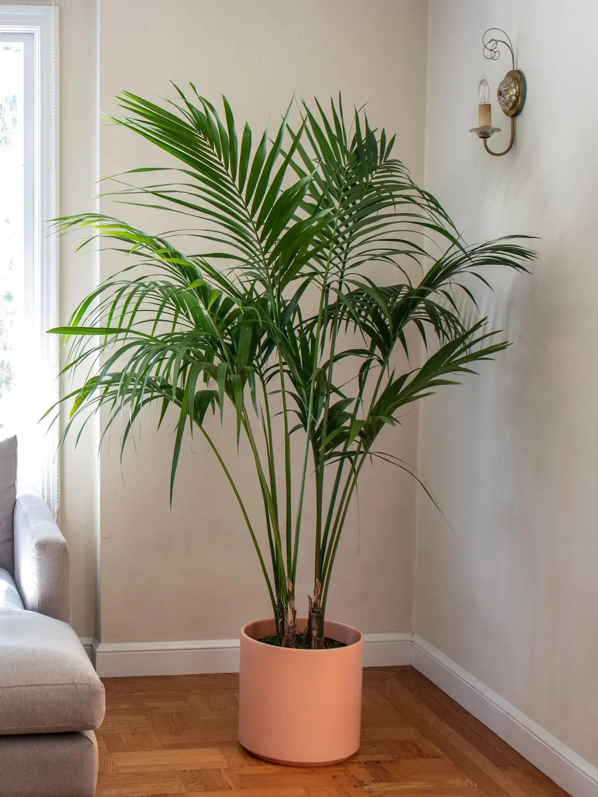 Kentia Palm