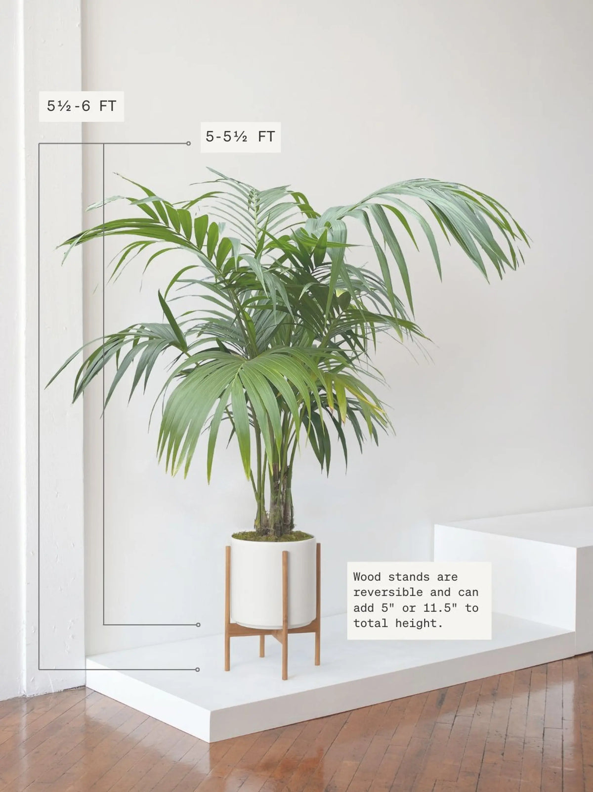 Kentia Palm