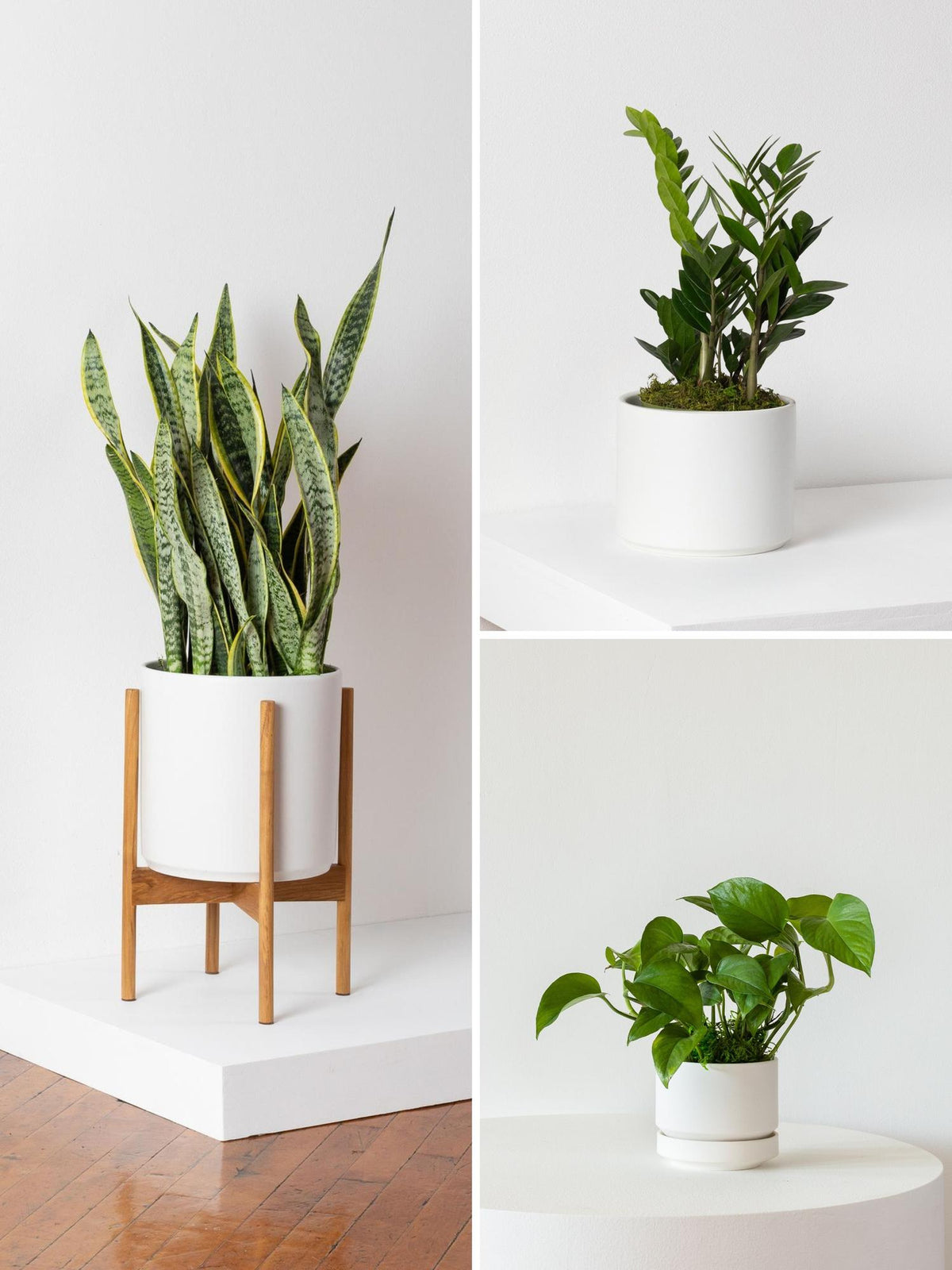 L Easy Care Plant Bundle