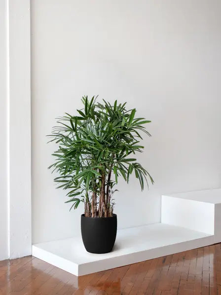 Lady Palm