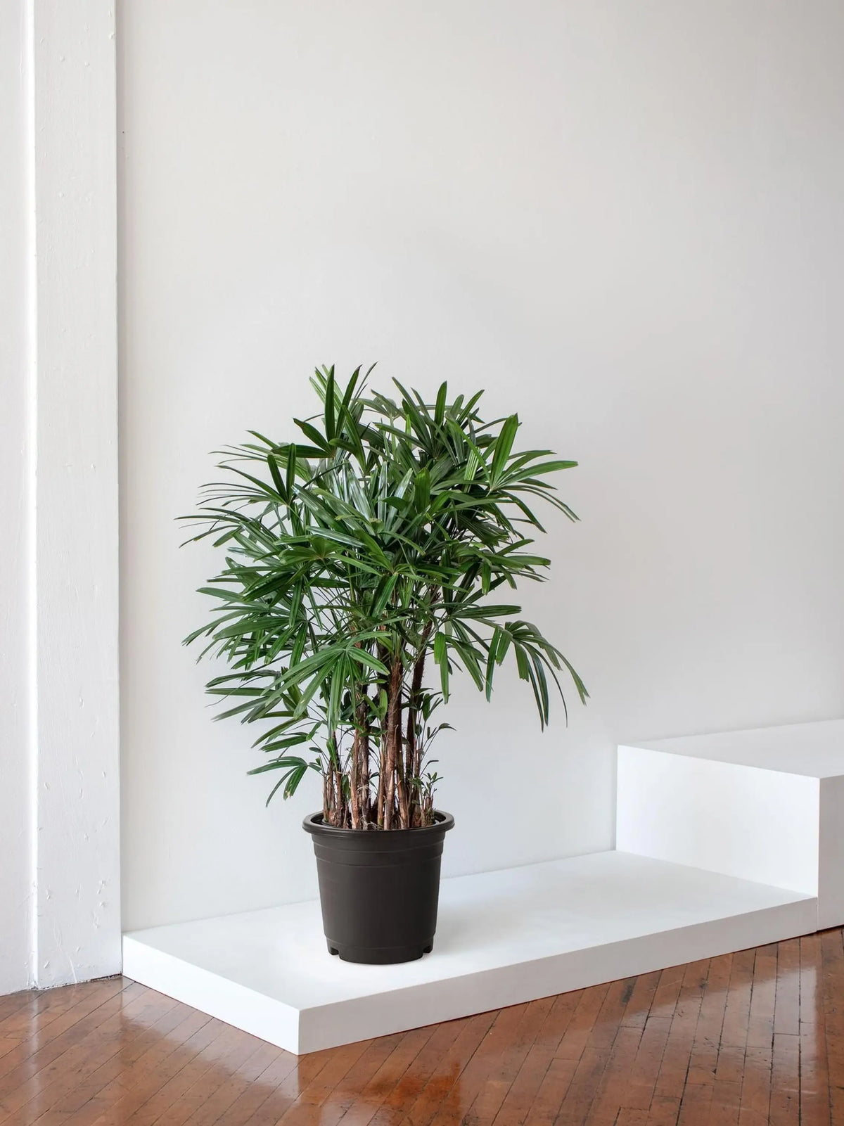 Lady Palm 4 - 5 ft tall Extra Large Nursery Pot