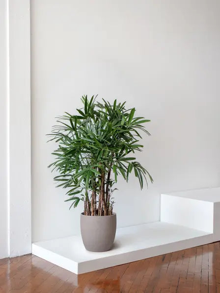 Lady Palm
