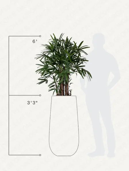 Lady Palm