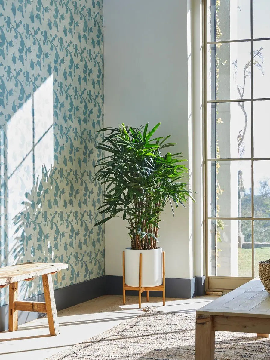 Lady Palm 4 - 4 ½ ft tall Extra Large Mid-Century