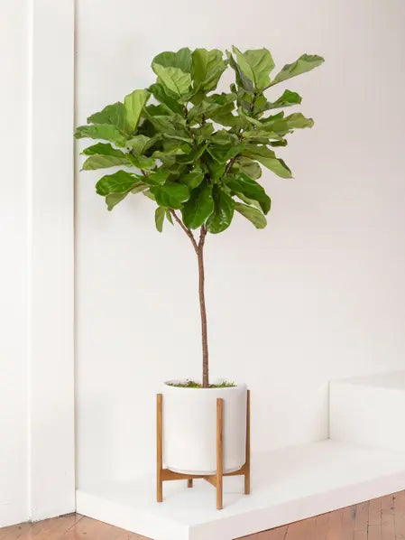 Mid-Century Cylinder - The Fourteen
