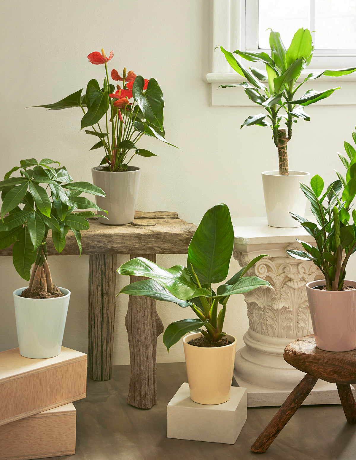 Red Anthurium