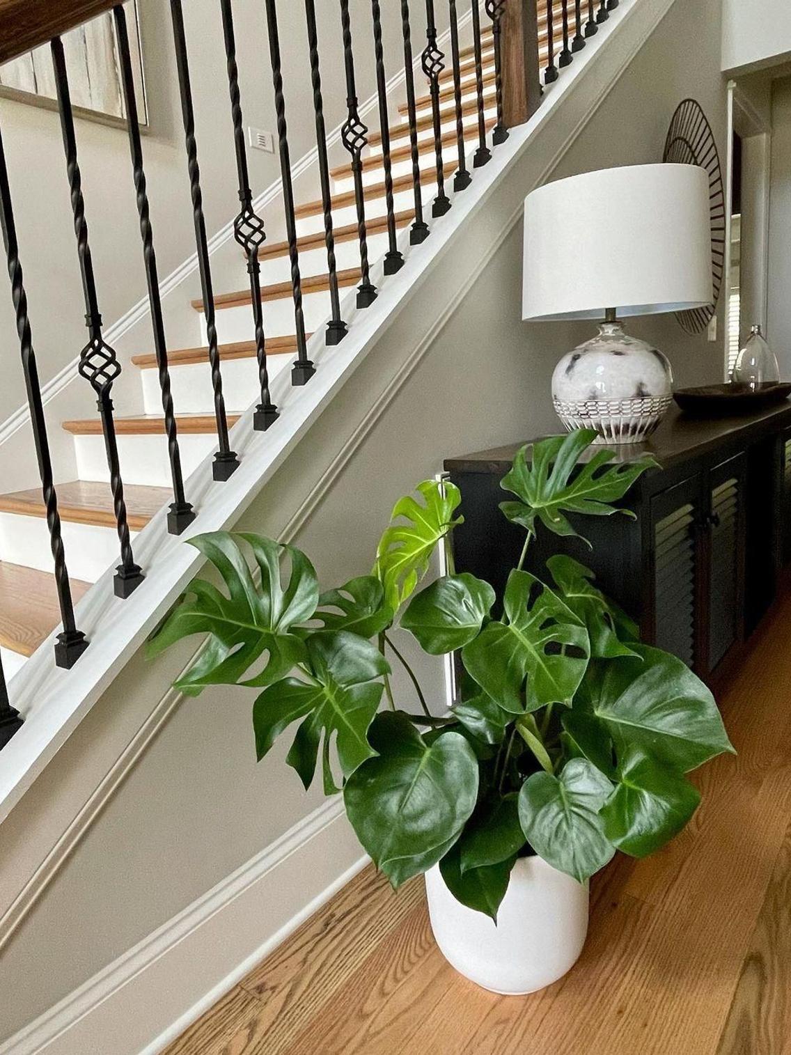 Monstera Deliciosa