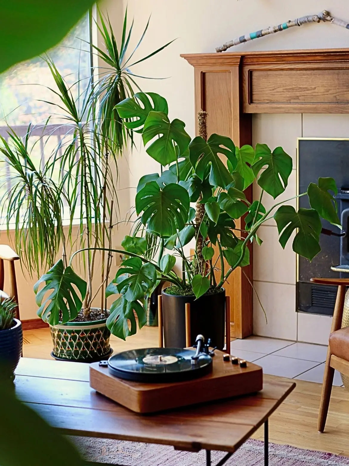 Monstera Deliciosa
