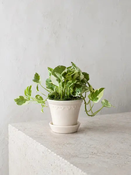 N'joy Pothos
