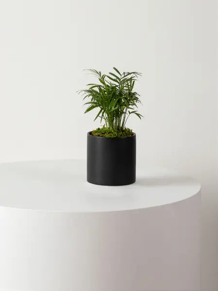 Parlor Palm