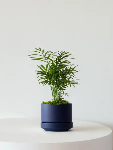 Parlor Palm