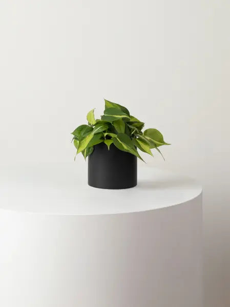 Philodendron Brasil