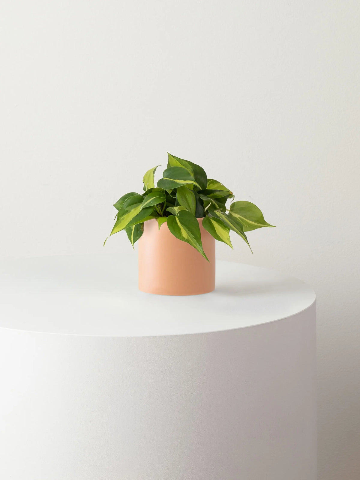 Philodendron Brasil