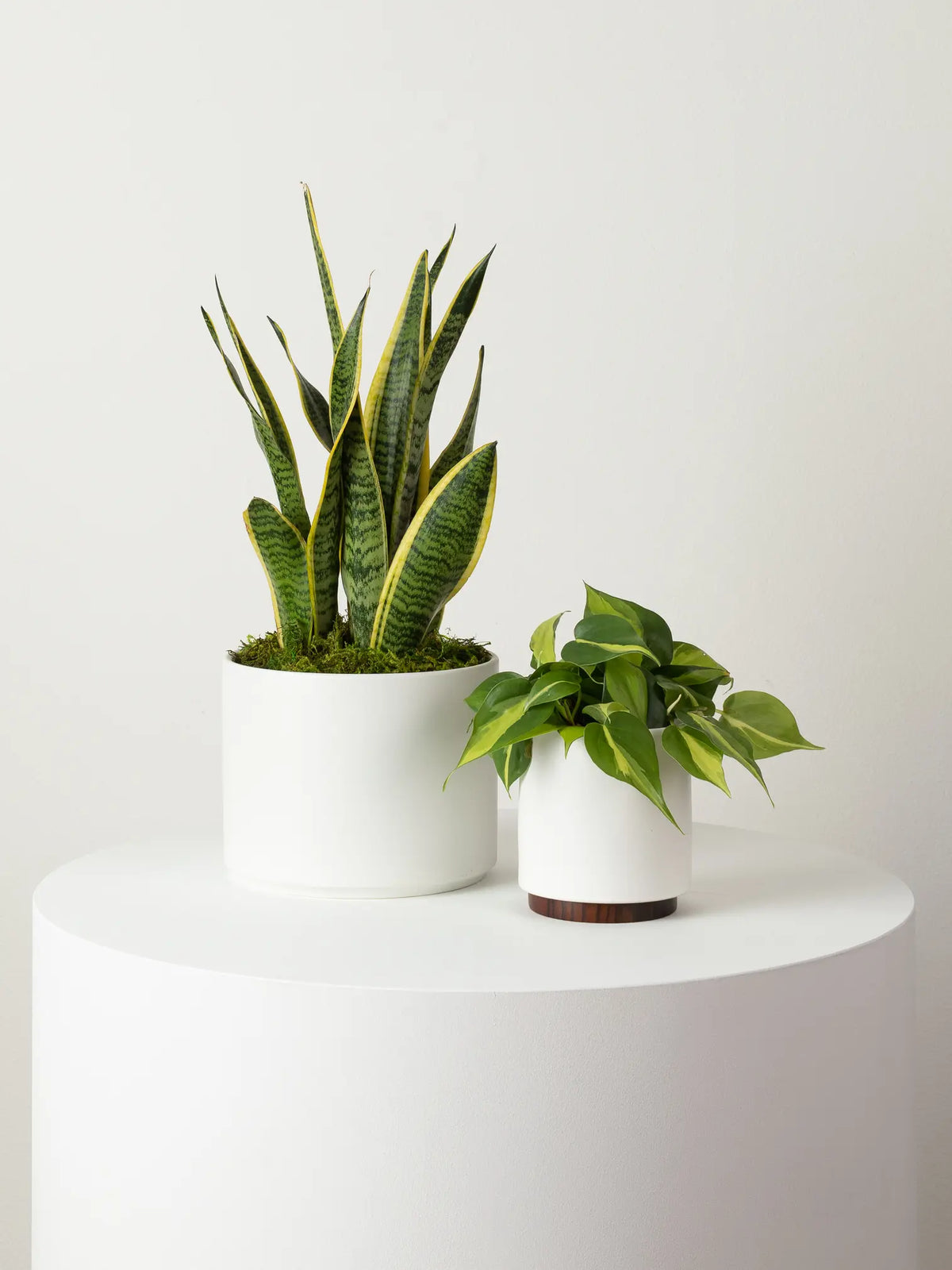 Philodendron Brasil