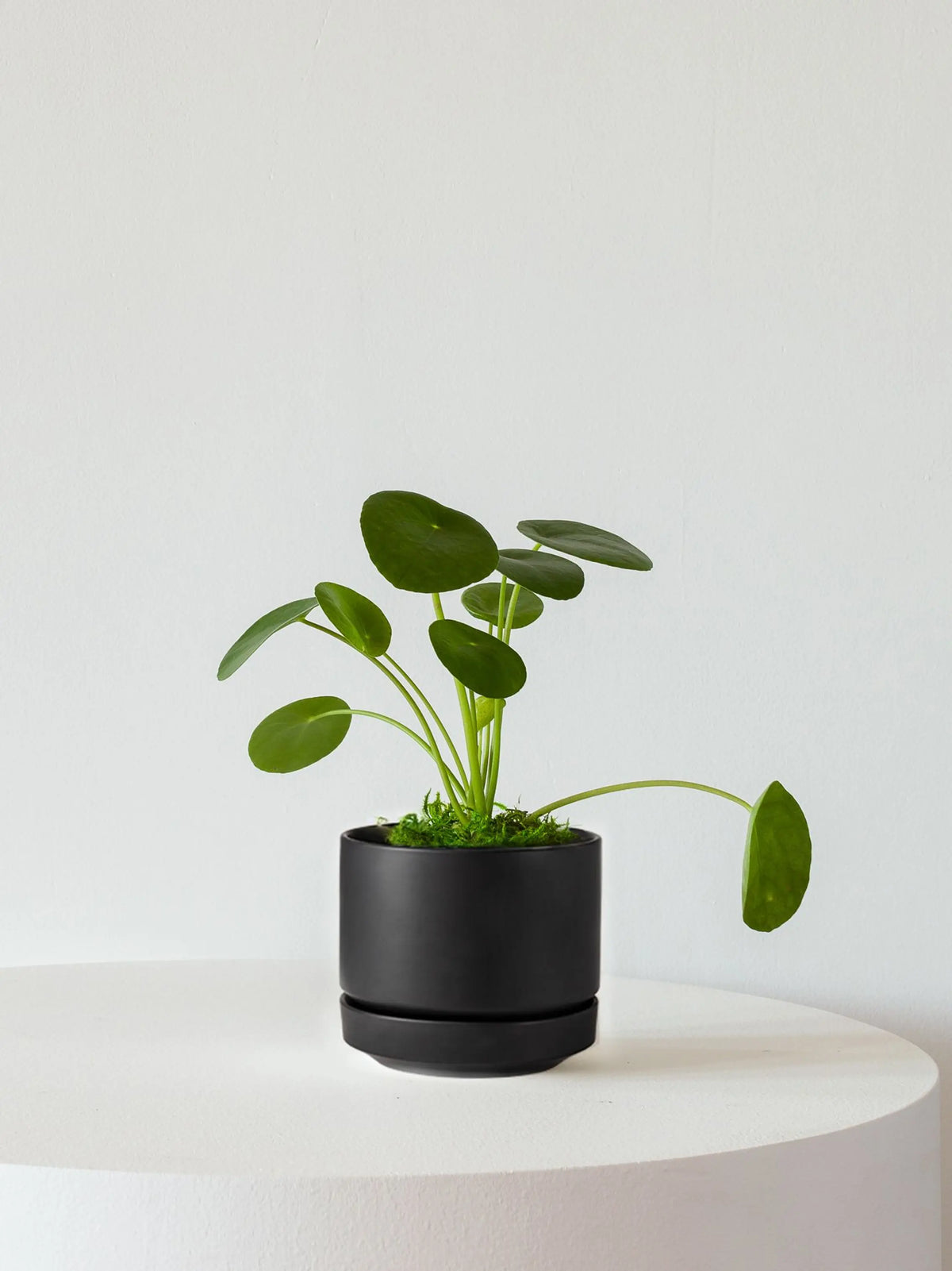 Pilea Peperomioides