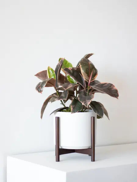 Ruby Rubber Plant