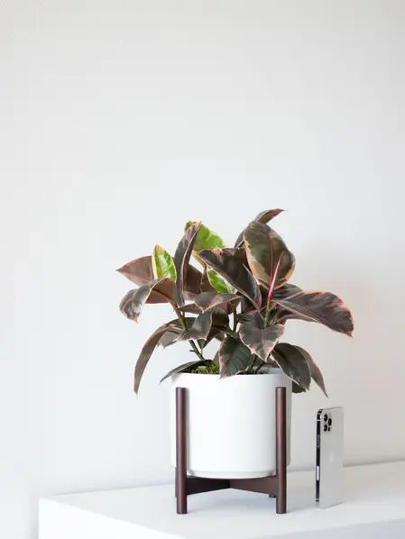 Ruby Rubber Plant