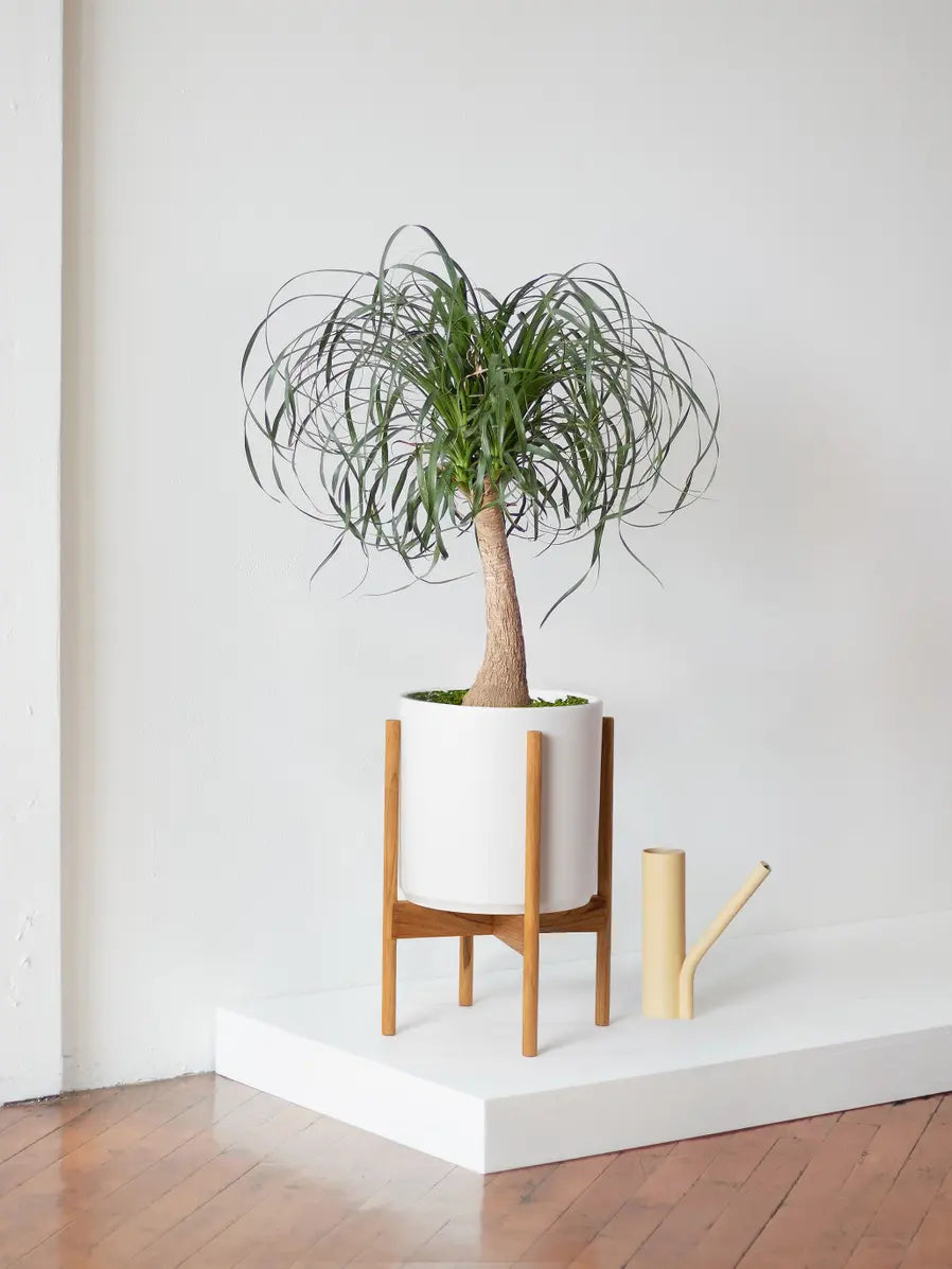Ponytail Palm