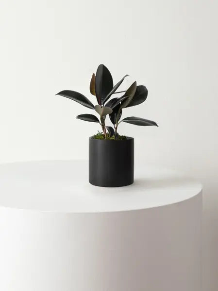 Rubber Plant