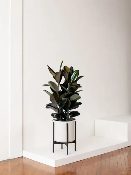 Rubber Tree