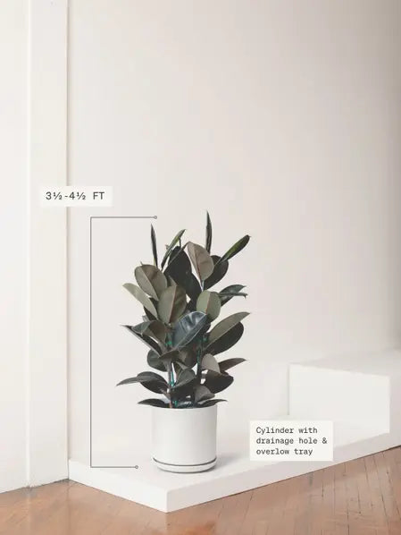 Rubber Tree