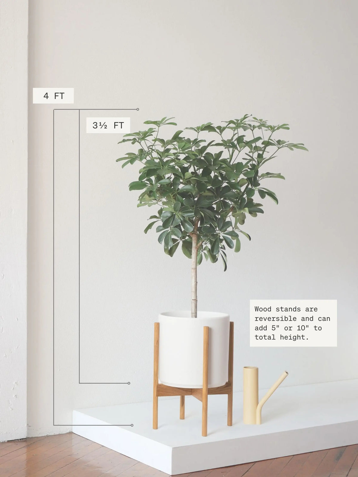 Schefflera Tree