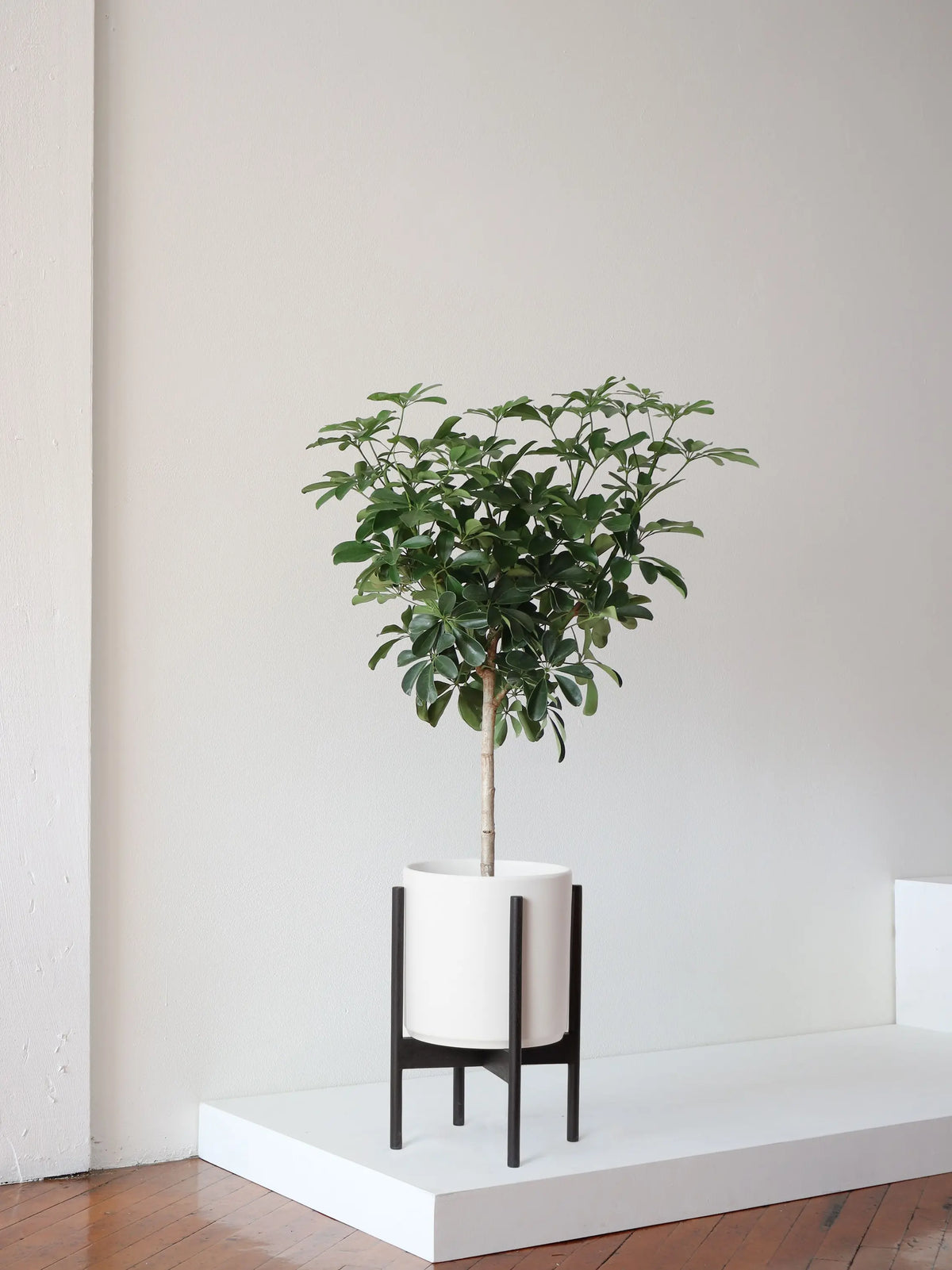 Schefflera Tree