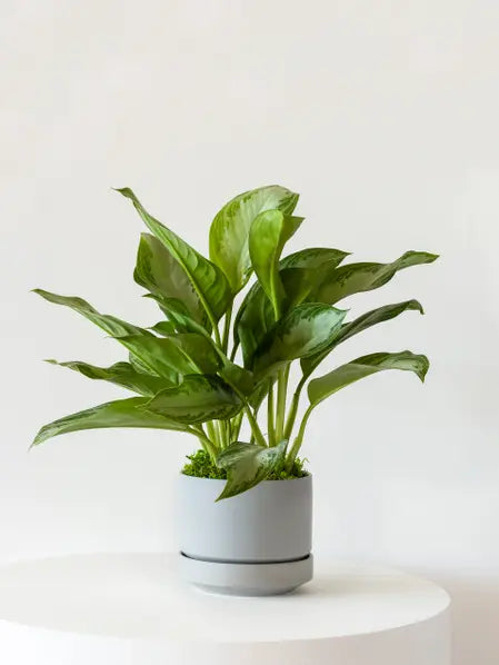 Silver Evergreen