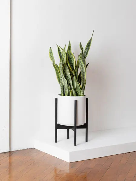 Snake Plant Laurentii