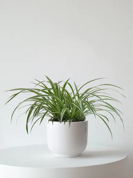 Spider Plant