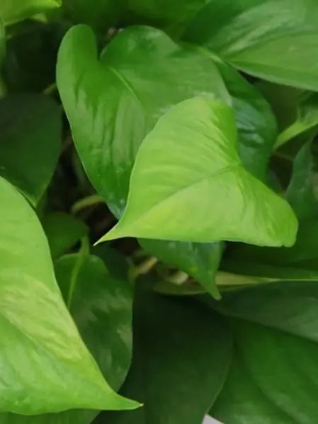 Pothos & Snake Duo