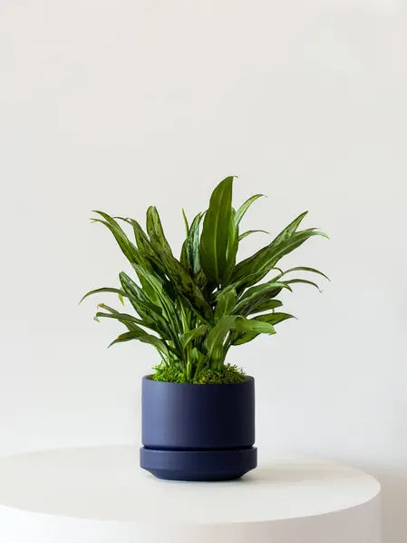 Tiger Evergreen