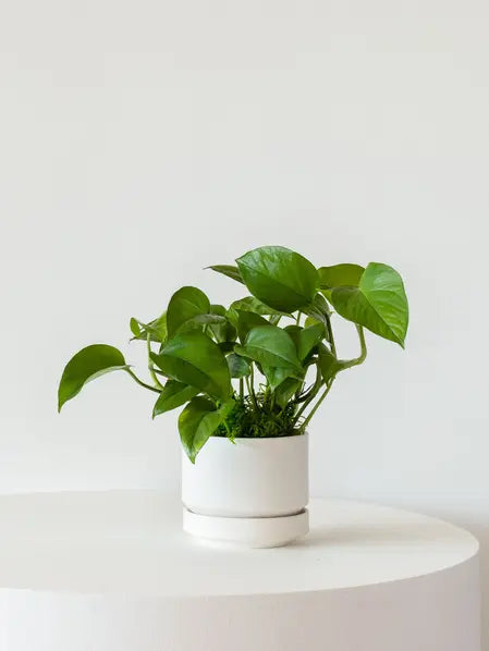 XL Easy Care Plant Bundle