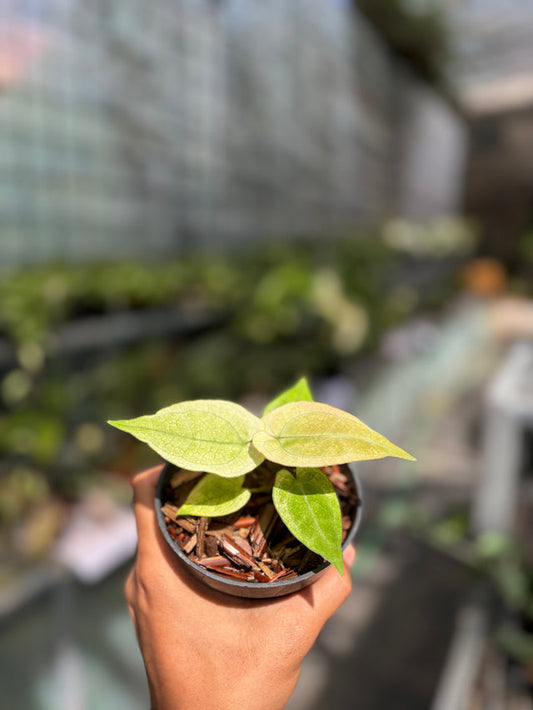 Anthurium Silver Blush White Mint Variegated - Seedling