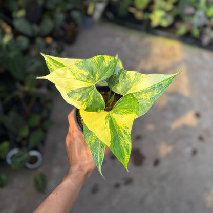 Anthurium Forgetii Long