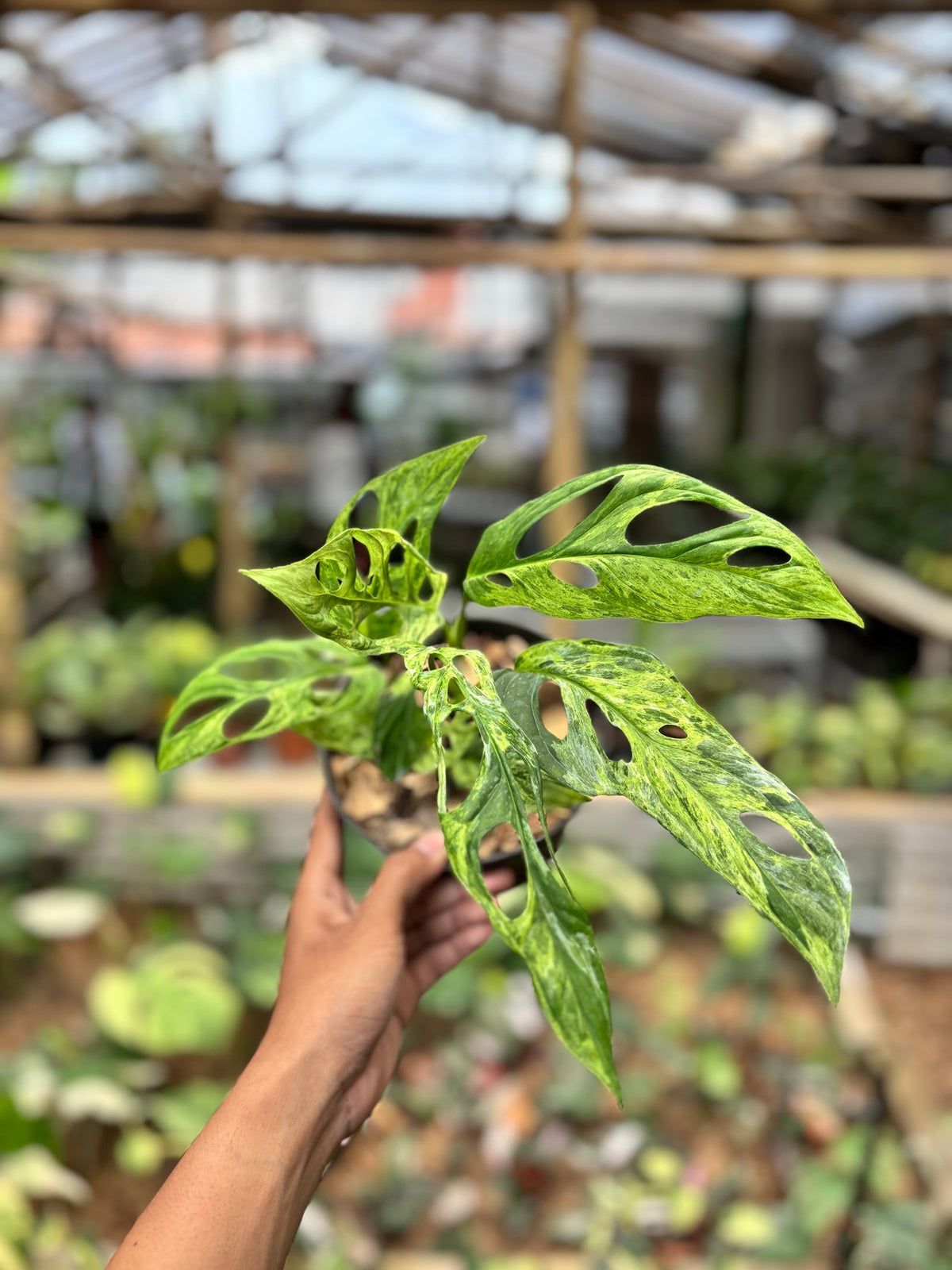 Monstera Adansonii Variegated (INA)
