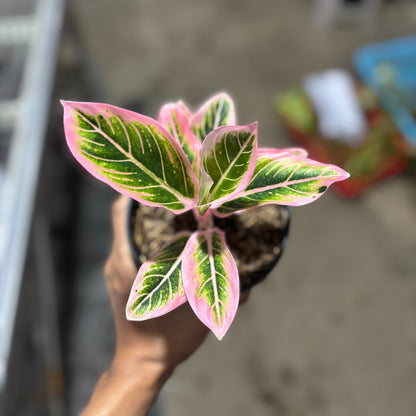 Aglaonema Lotus