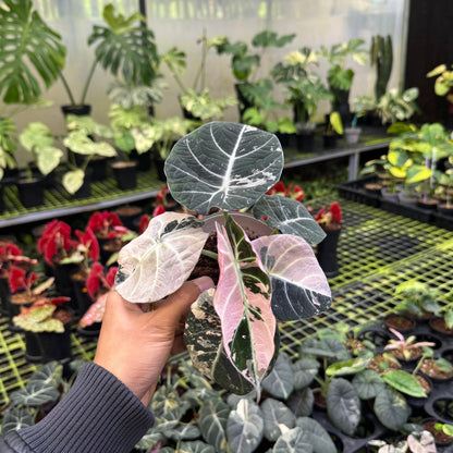 Alocasia Black Velvet pink Variegated