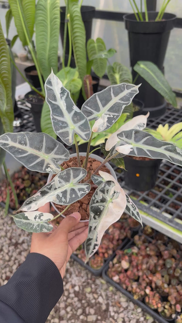Alocasia bambino variegated