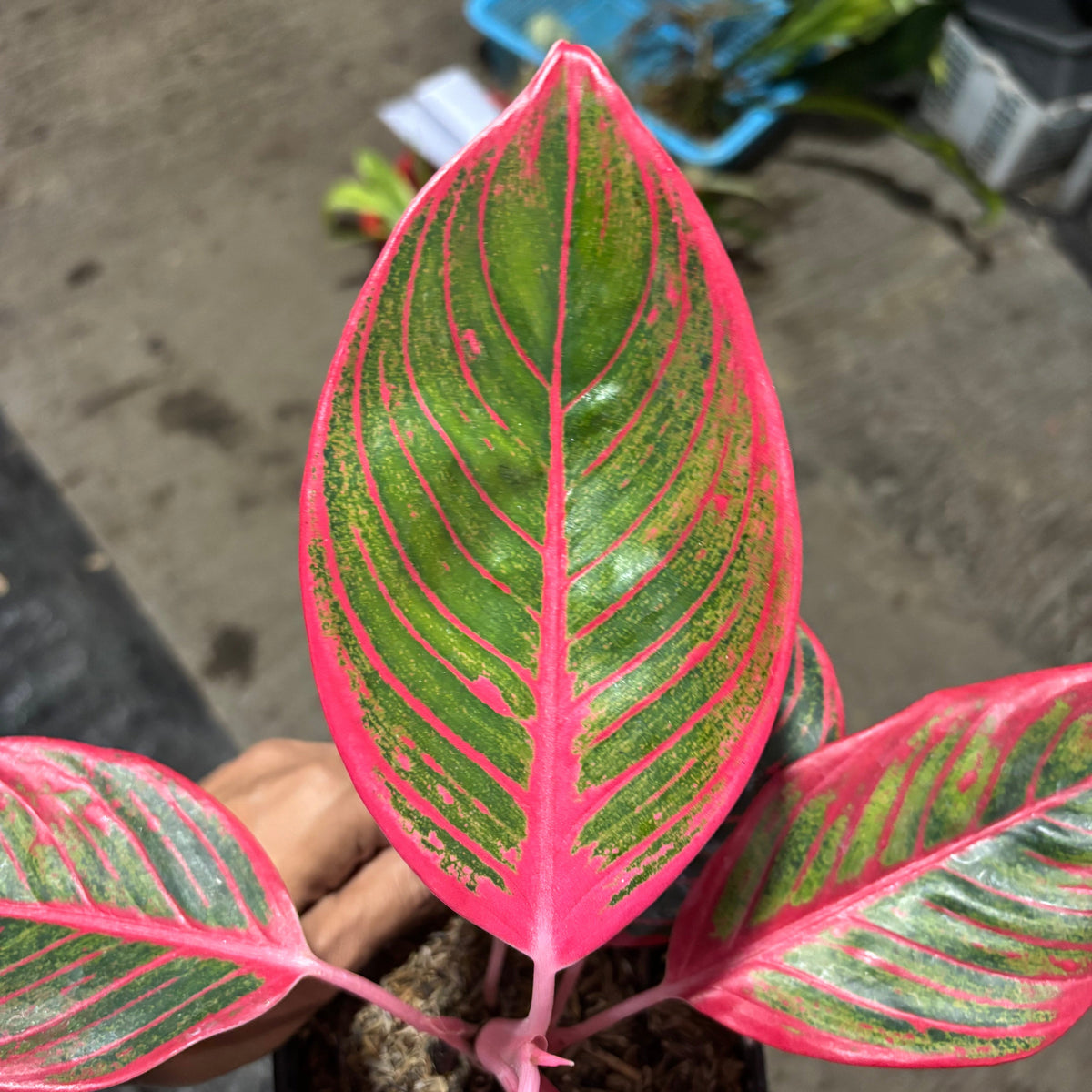 Aglaonema Khanza