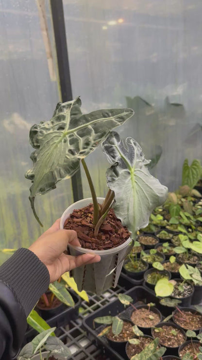Alocasia Venom