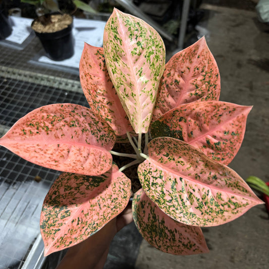 Aglaonema Orange Stardust