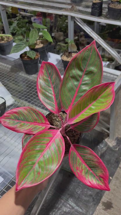 Aglaonema Khanza