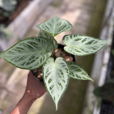 Anthurium Silver Chrome x Red Tiger Variegated