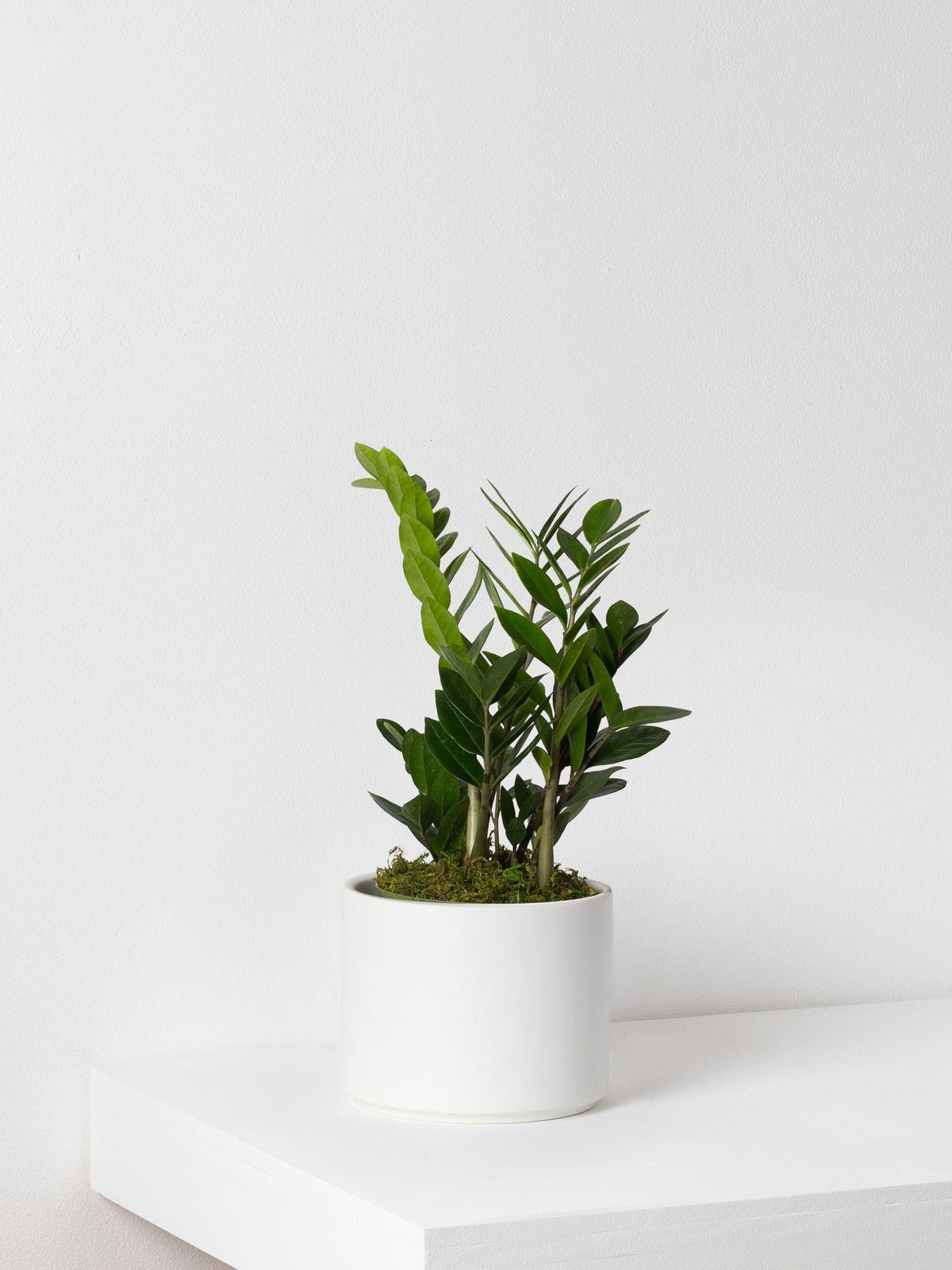 L Easy Care Plant Bundle