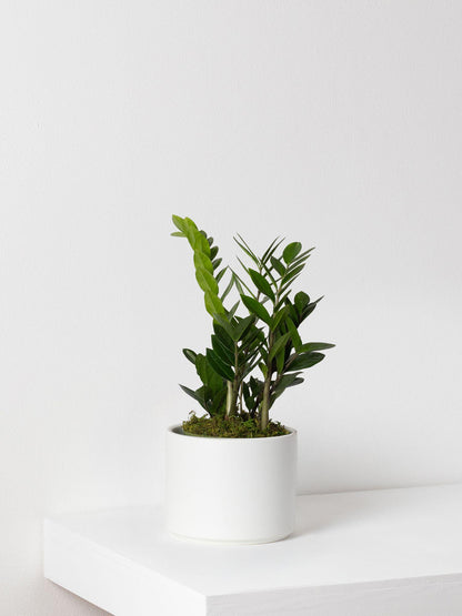 L Easy Care Plant Bundle