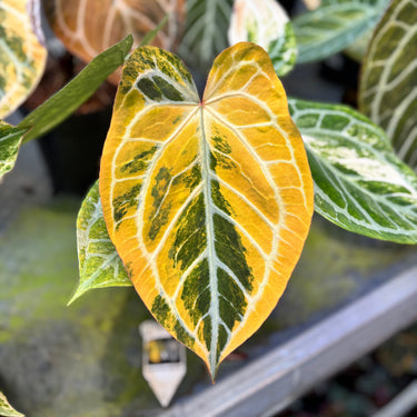 Anthurium Hellboy x Muchlis Rc Variegated