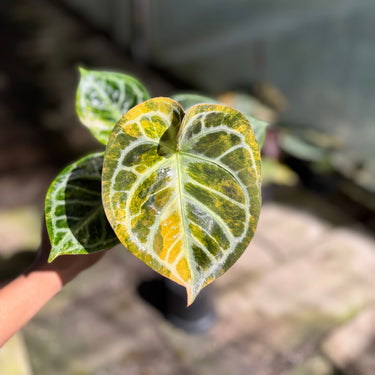 Anthurium Dorayaki White Variegated