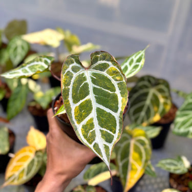 Anthurium Hellboy x Muchlis Rc Variegated
